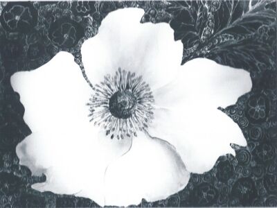 Japanese Anemone