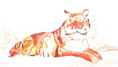 Siberian Tiger