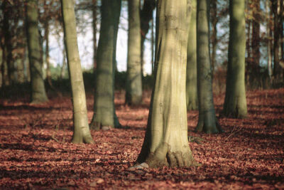Elephant Wood