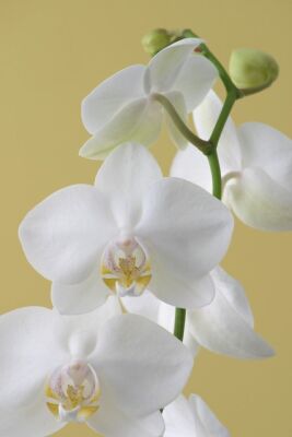 Orchid I