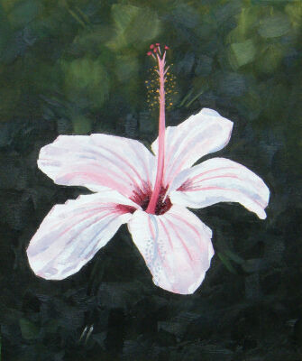 Pink Hibiscus
