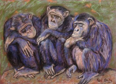 Female Chimps Resting