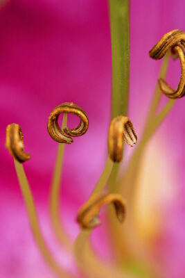 Lily