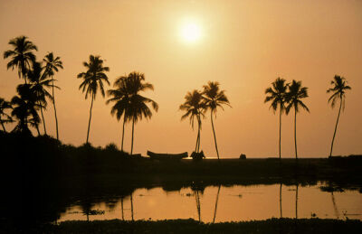 Palm Trees