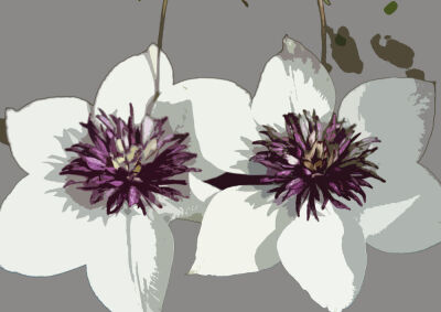 The Essence of Flowers 57