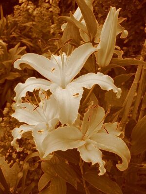 Moonlight Lilies