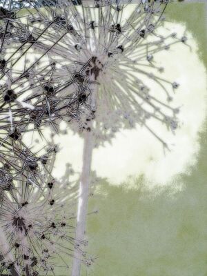 Moonlight Allium