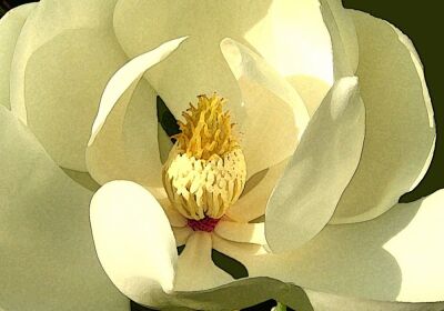 Magnolia Grandiflora