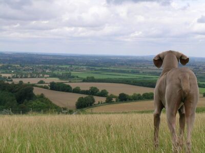 There's a rabbit out there