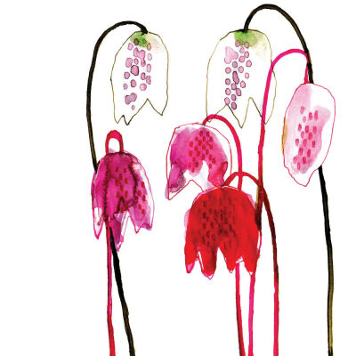 Fritillaria