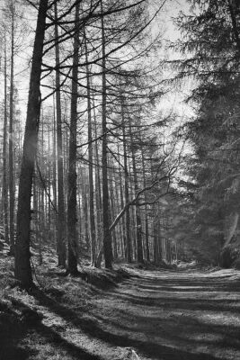 Forest Walk I