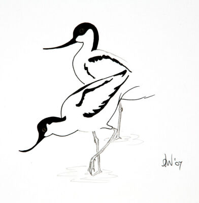Avocets