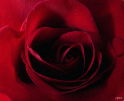 Deep red rose