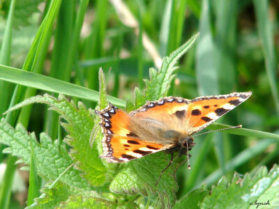 Beautiful butterfly