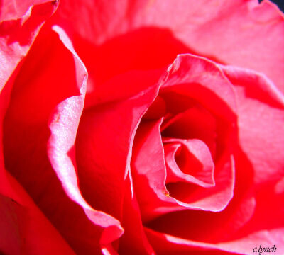 Red rose