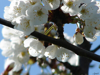 Blossoms