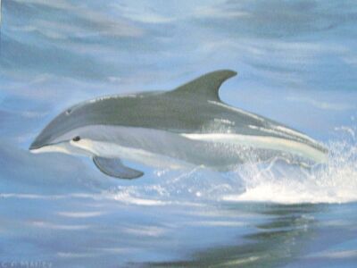 Cleggan Dolphin