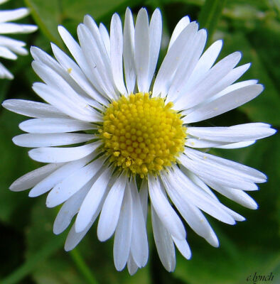 Daisy