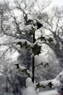 Holly under Snow
