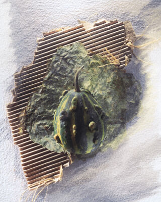 Cucurbita