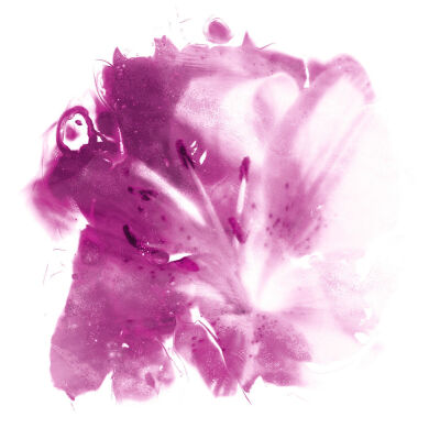 Pink Lily