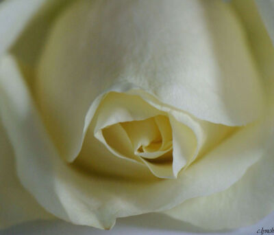 Ivory rose