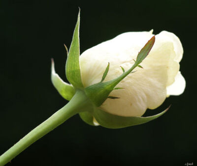 Rose bud