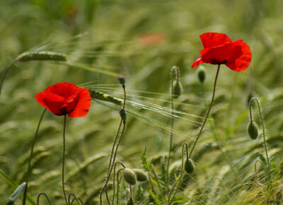 Poppies