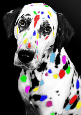 Multi-Coloured Dalmatian