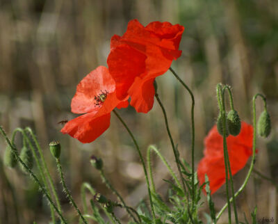 Poppies