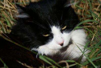 Sleepy cat