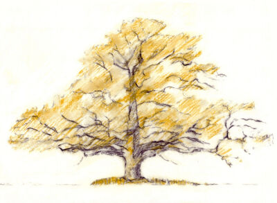 Winter Oak