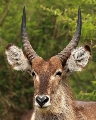 Waterbuck