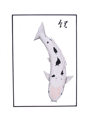 Japanese Koi Bekko Blue Eyes Good Luck
