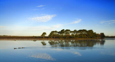 Ducks on Hatchet Pond II