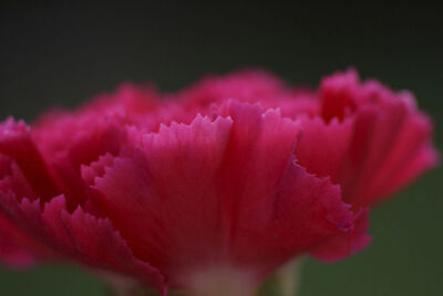Carnation