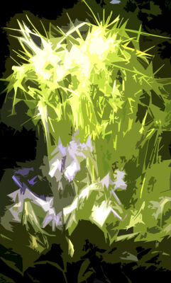 Foxgloves 1