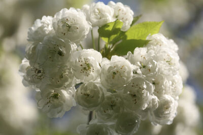 blossom
