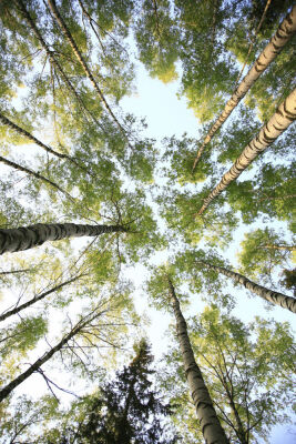trees
