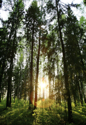forest