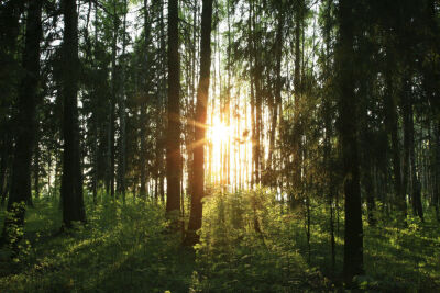 forest