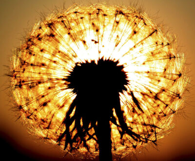dandelion