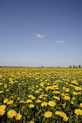 yellow field