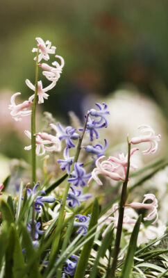 Hyacinth Trio