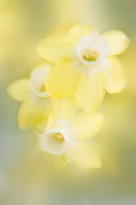 Narcissus Trio