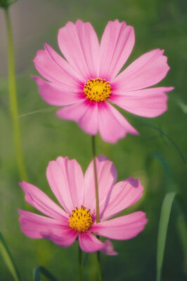 Cosmos bipinnatus