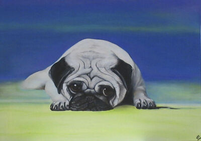 Pug Dog