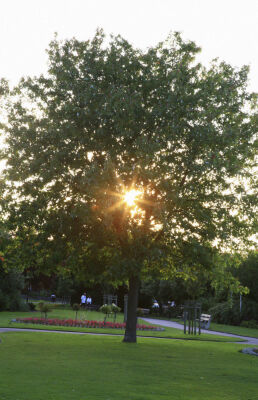 park