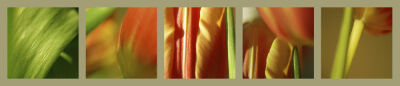 Daintree Kollektion I