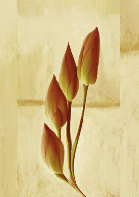 buds of may